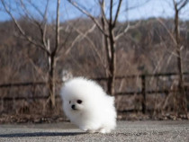 Pomeranian teacup miniatura boo