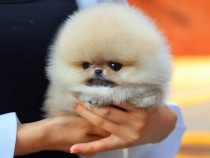 Pomeranian boo cel mai frumos cadou