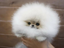 Poze reale pomeranian puppy