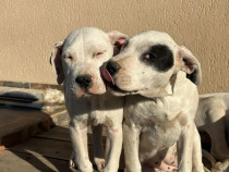 Dog argentinian femele