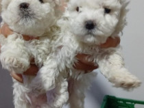 3 pui Bichon Bolognese cauta stapani