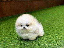 Pomeranian Mini boo