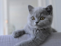 British shorthair băieței și fetițe