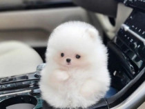 Pomeranian mini toy talie mica la maturitate