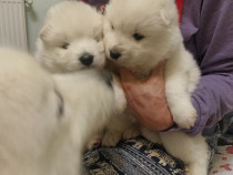 Rezervare Pui Samoyed Pedigree A