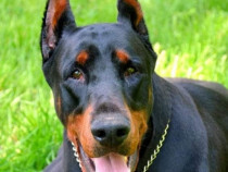 Pui Doberman negru