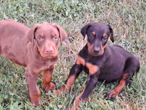 Pui Doberman negru