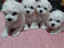 Bichon maltez mini toy