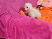 Bichon Maltez talie mijlocie