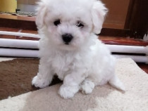 Bichon maltez mini toy