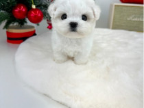 Bichon Maltez Mini Toy