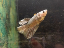 Betta halfmoon colorit deosebit