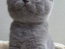 British shorthair