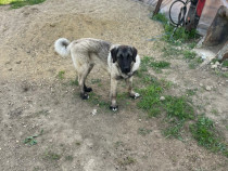 Câine kangal de 1 an !