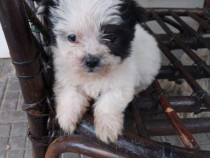 Pui de Bichon Maltese