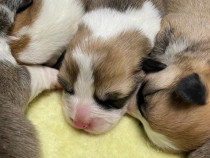 Pui Welsh corgi pembroke