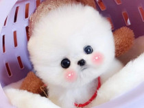 Pomeranian mini boo