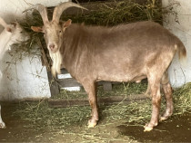 Vând țap Alpin Francez