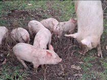 Vanzare porci de doua luni: Marele Alb