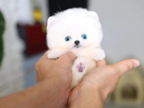 Pomeranian mini boo