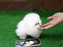 Pomeranian mini boo