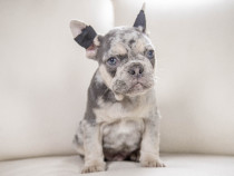 Bulldog Francez - blue merle cu ochii albastri - Transport in tara