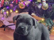 Pui (femela) Cane Corso