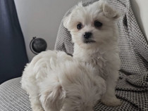 Pui Bichon Maltese