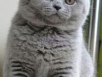 British shorthair