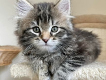 Siberiană de pădure puiuți disponibili imediat! Cel mai frumos cadou