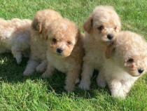 Oferta imbatabilă!Căței Caniche/ Pudel disponibili imediat