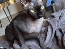 Femela sfinx sphynx