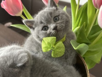 British Shorthair Blue disponibili imediat