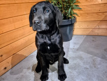 Labrador retriever negru