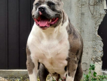 Femela American bully xl