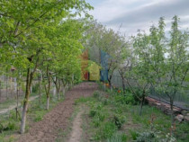 950 mp intravilan Chiscani deschidere 50m la sosea