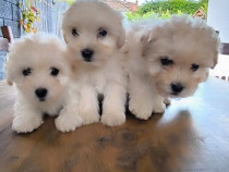 Pui Bichon Maltese mini