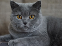Chartreux pui disponibili imediat