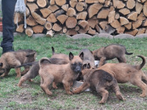 Ciobănesc belgian de malinois