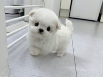 Bichon maltez mini toy