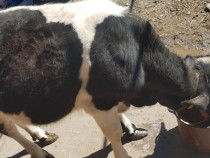 Juninca baltata romaneasca
