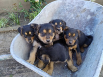 Pui Rottweiler vaccinati!