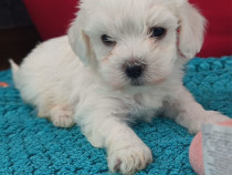 Vand Bichon Maltez Mini Toy