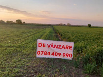 D&Acirc;RZA - TEREN INTRAVILAN