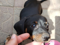 Femelă și mascul teckel tekel techel