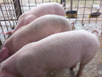 Disponibili,!landrace de carne!