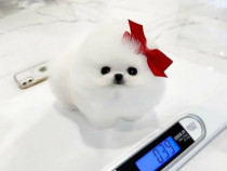 Pomeranian Teeacup Puppy talie până la 1 kg
