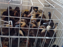 Boboci de rață alergătoare indiene