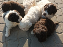 Pui Lagotto Romagnolo