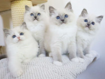 Pui din rasa ragdoll